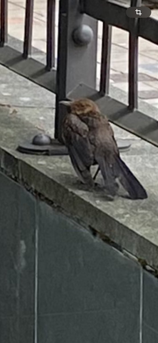 sagap32672003's tweet photo. @bayrou Bonjour, rappel à tous les maires de France : il est interdit de déranger ou détruire les nids des oiseaux en pleine nidification (loi nature 1976). Que cette petite grive qui colonisait les 🌴🌴 abattus devienne le symbole de l’inconséquence  des homme #Clemenceau #Nidification https://t.co/OUxAve1KCx