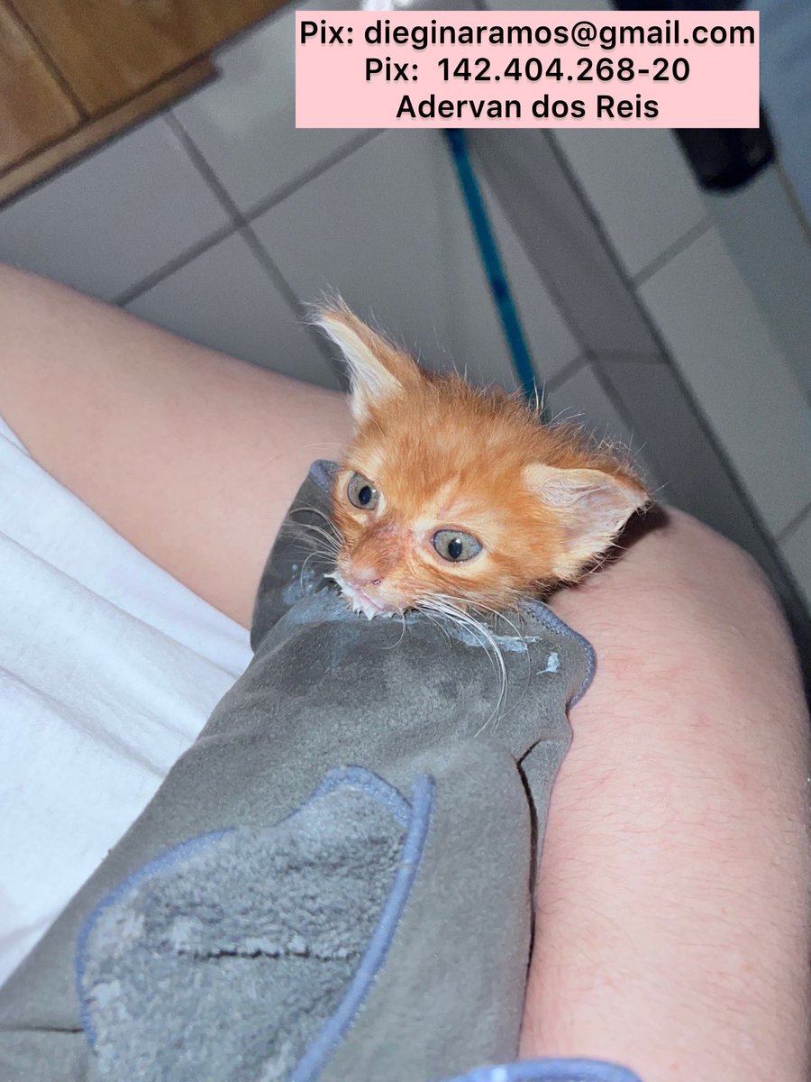 Olá, pessoal! Estou passando aqui para saber se podem nos ajudar a ter um fim de semana tranquilo?Precisamos de ração para mais de 100 vidinhas, gatos e cachorros. Estamos sem areia e isso complica a situação que já é muito difícil. 
Vamos deixar aqui os contatos das lojas 
+