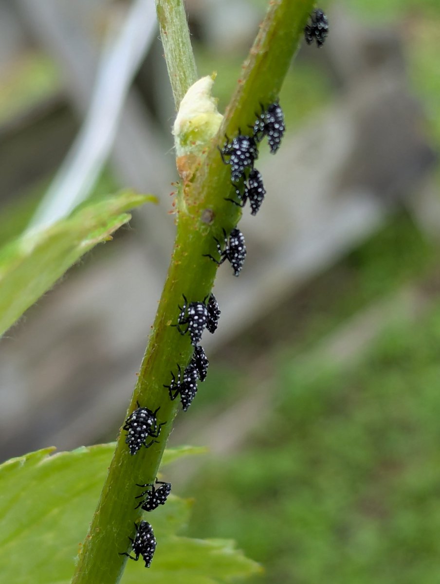 ブドウにシタベニハゴロモの幼虫がびっしり。年々増えてる。