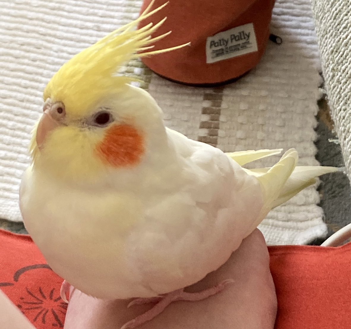 オカメインコ の はるちゃん を探しています
迷子日 : 2024/11/15
場所 : 山口県岩国市山手町
最終確認場所 : 岩国市楠町
見掛けた、保護しているという方がおられましたらご連絡下さい🙇‍♀️
#迷子 #インコ #保護 #山口県 #岩国 #和木 #柳井 #田布施  #広島県 #大竹 #廿日市