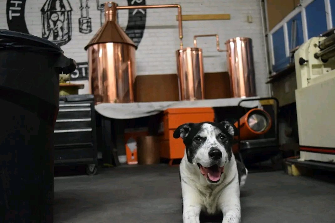 DistilleryNet's tweet image. 100% Satisfaction Guaranteed. Our expert craftsmen take their time to handcraft each piece to ensure the absolute best quality. Call us at 1-603-997-6786 or visit our website thedistillerynetwork.com 
#moonshine #copperstills #distilling #distillers #moonshiners #HomeDistilling