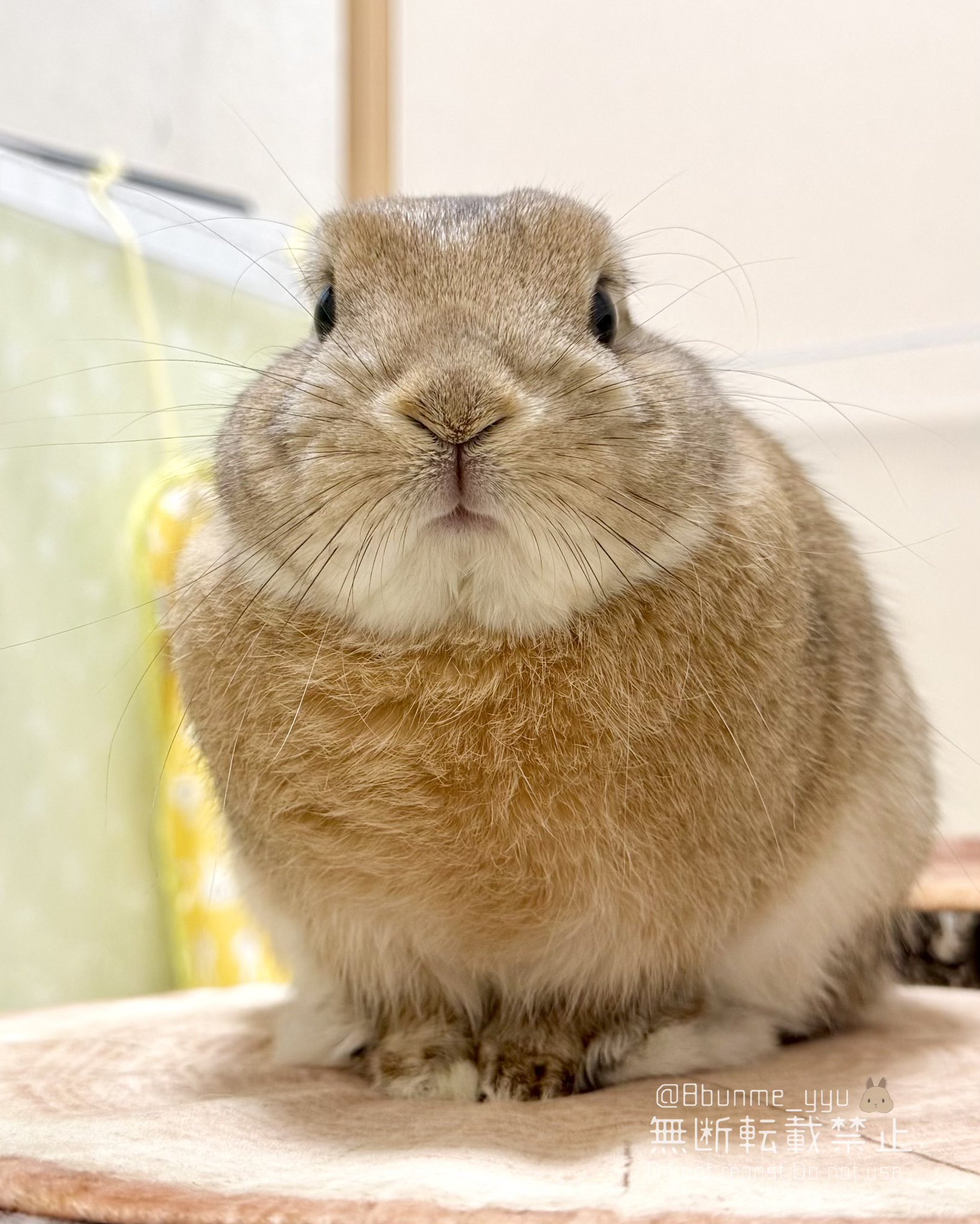 うさぎのうい🐰 on X: 