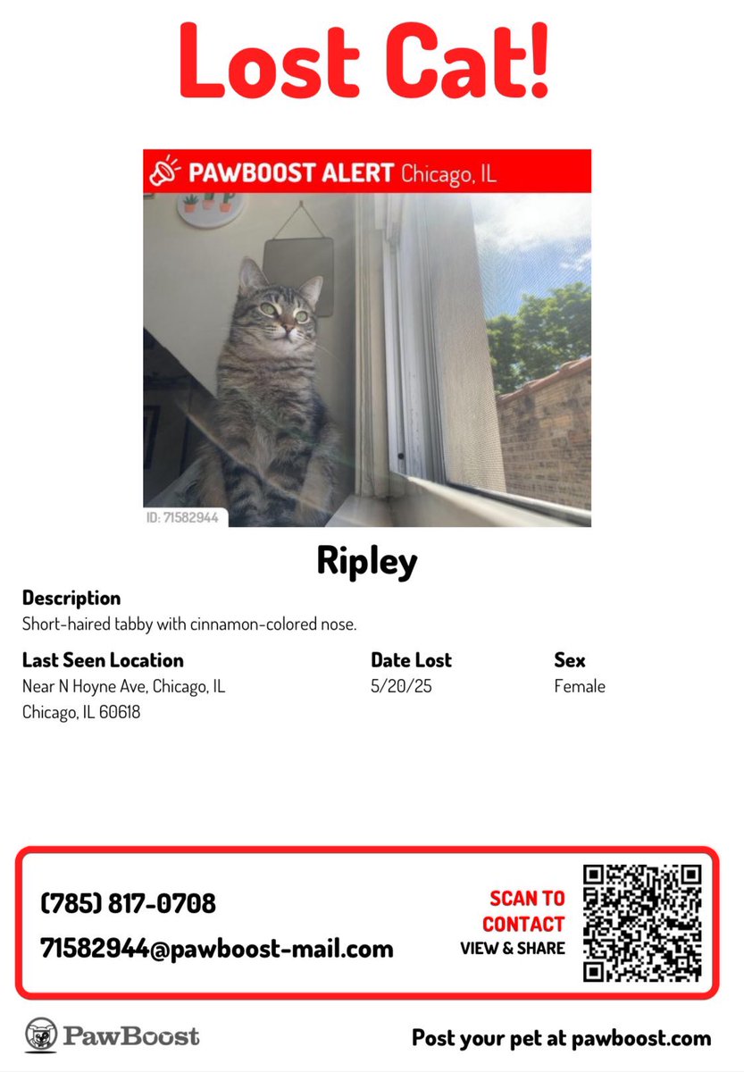 please keep an eye out for Ripley in Roscoe Village and the surrounding area! #chicago #lostcat