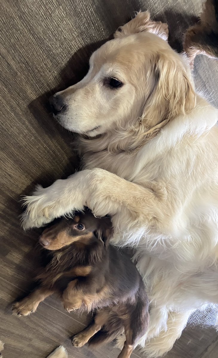 ゴールデンレトリバーのかわいい変顔集, image size:730x1200