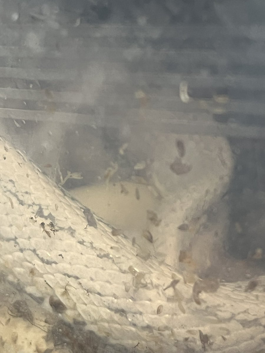 もう後2.3産卵したら今シーズンは終わりですね。今年も頑張ってくれました。ありがとう😊
可愛いベビー楽しみにしています☺️
 #コーンスネーク #フトアゴ #爬虫類好き #Port