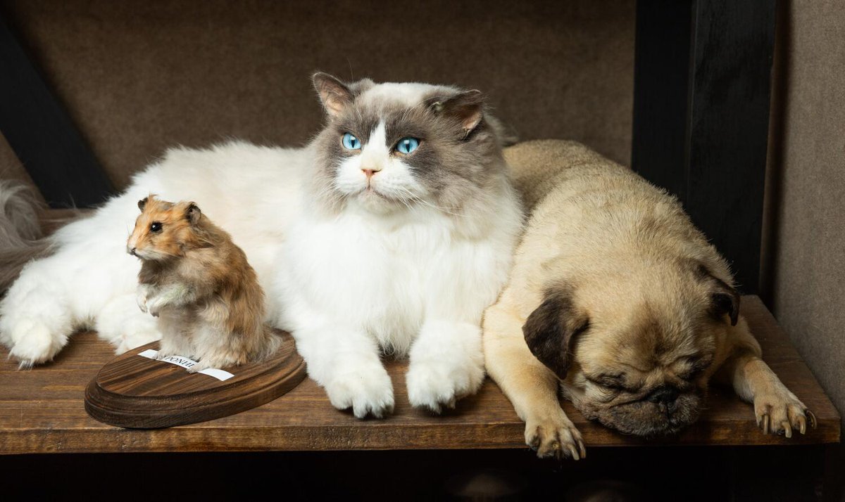 latimes's tweet image. After 103 years, this L.A. prop maker finds new success freeze-drying dead pets latimes.com/lifestyle/stor…