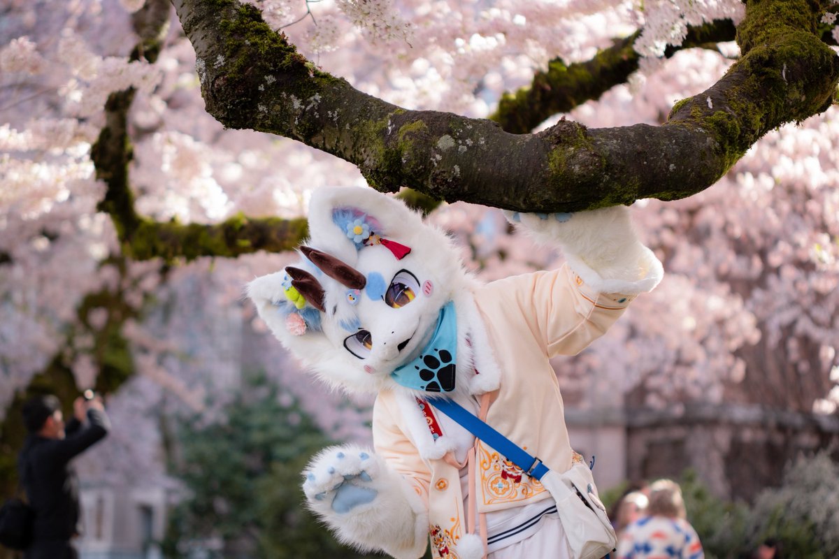 Branches are treasure boat of cherry blossoms.🛥️🌸
#FursuitFriday 
📹：<a href="/Jasonhisto54563/">Jasonhistoria</a>