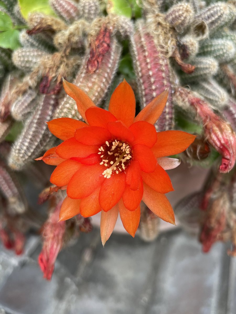 ここんとこ週末は荒れ模様⛈️

雨降る前に近所の東山動植物園の周りを散歩🚶今の時期は花を愛でながら歩けるので楽しいですね🤩

お休みの人もお仕事の人も良い週末になりますように😆