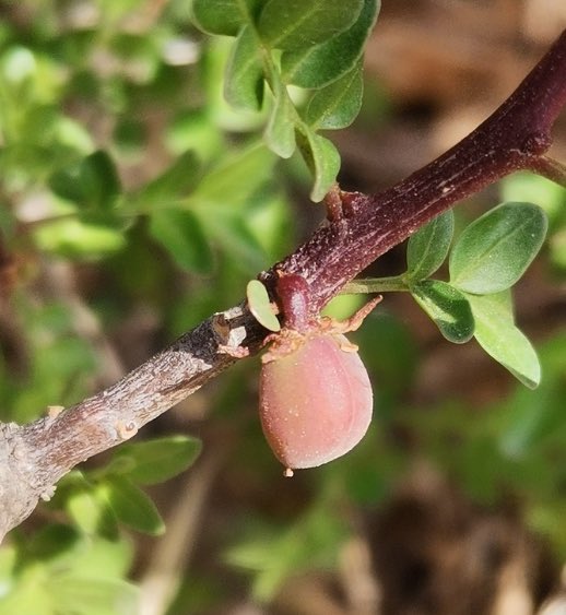 SoyDeLeon_Mx's tweet photo. Por ejemplo, este #Papelillo o #Xixote (Bursera Fagaroides) que ha de tener ¡AÑOS!
Nosotros tenemos uno pequeño en el #RecintoNativoGuanajuatense
Es #Nativo y lo podemos encontrar en gran parte del Altiplano Central, obvio en su ambiente natural, a ningún gobierno le interesa este importante ejemplar.
En Guanajuato podemos encontrarlo en algunos lugares como en Sauz Seco (León), Cerro del Cubilete (Silao de la Victoria) y Cuenca de la Esperanza (Guanajuato Capital)
Características:
-Su tronco se desprende en láminas delgadas, como si se estuviera “descarapelando”.
-Su fruto es una cápsula roja que cuando madura libera semillas que son atractivas para nuestras aves nativas.
-Es SÚPER IMPORTANTE para la RESTAURACIÓN DE SUELOS DEGRADADOS.
-Flores pequeñas amarillentas.