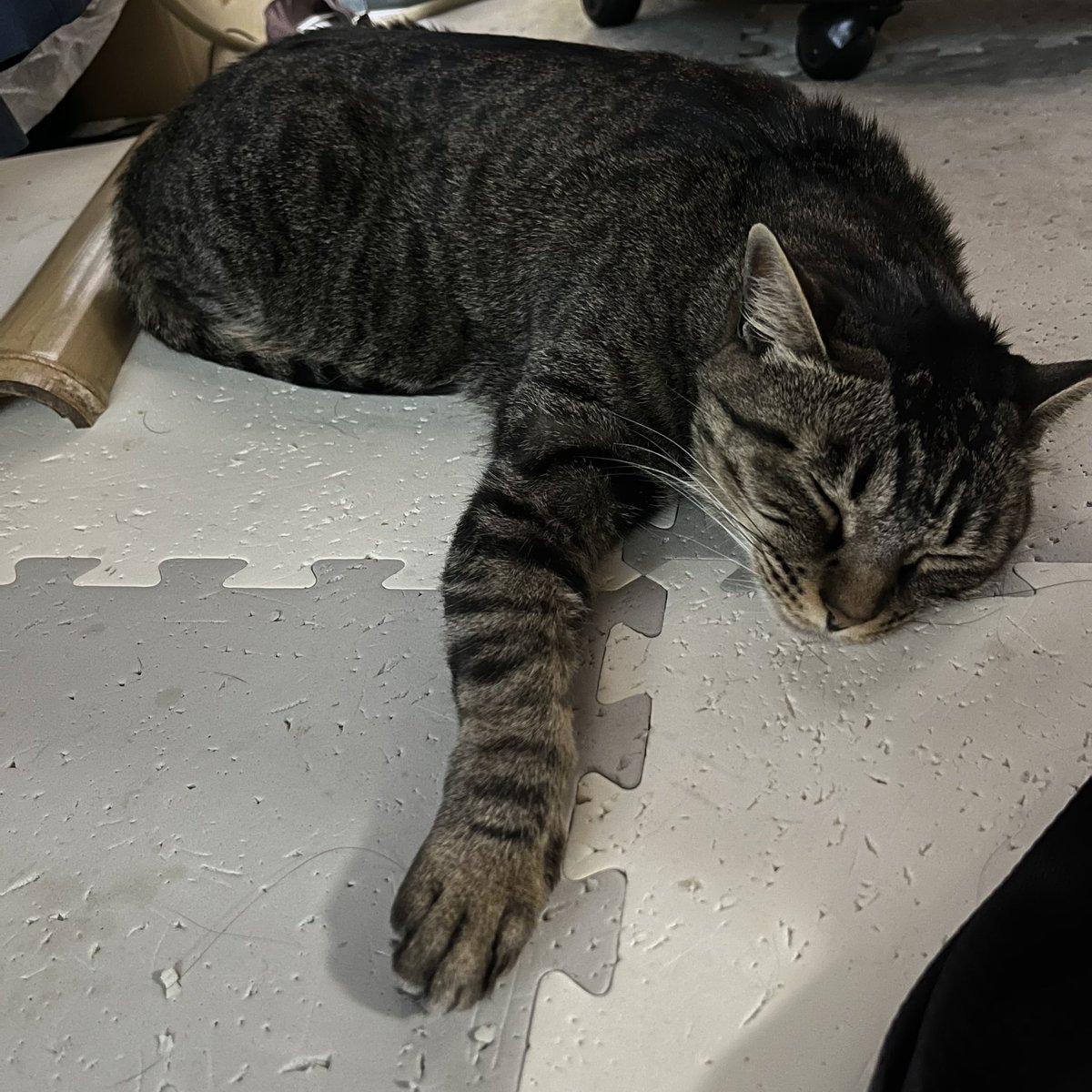 Rian_0405's tweet photo. まったくー可愛い寝顔しよってぇー♪#猫 #キジトラ #写真 https://t.co/9J6sSVKzV3
