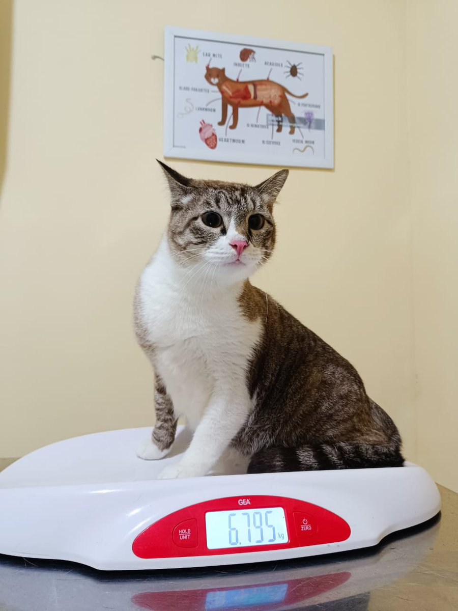 C_D3pp's tweet photo. Makin gemoy aja di kuma hampir 7kg, habis grooming langsung laper 😁 https://t.co/58jN2ox0En