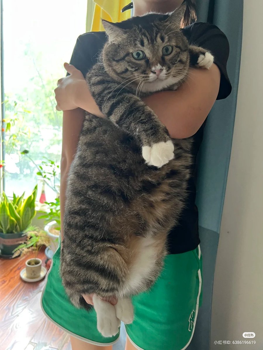 MEGA CHONK