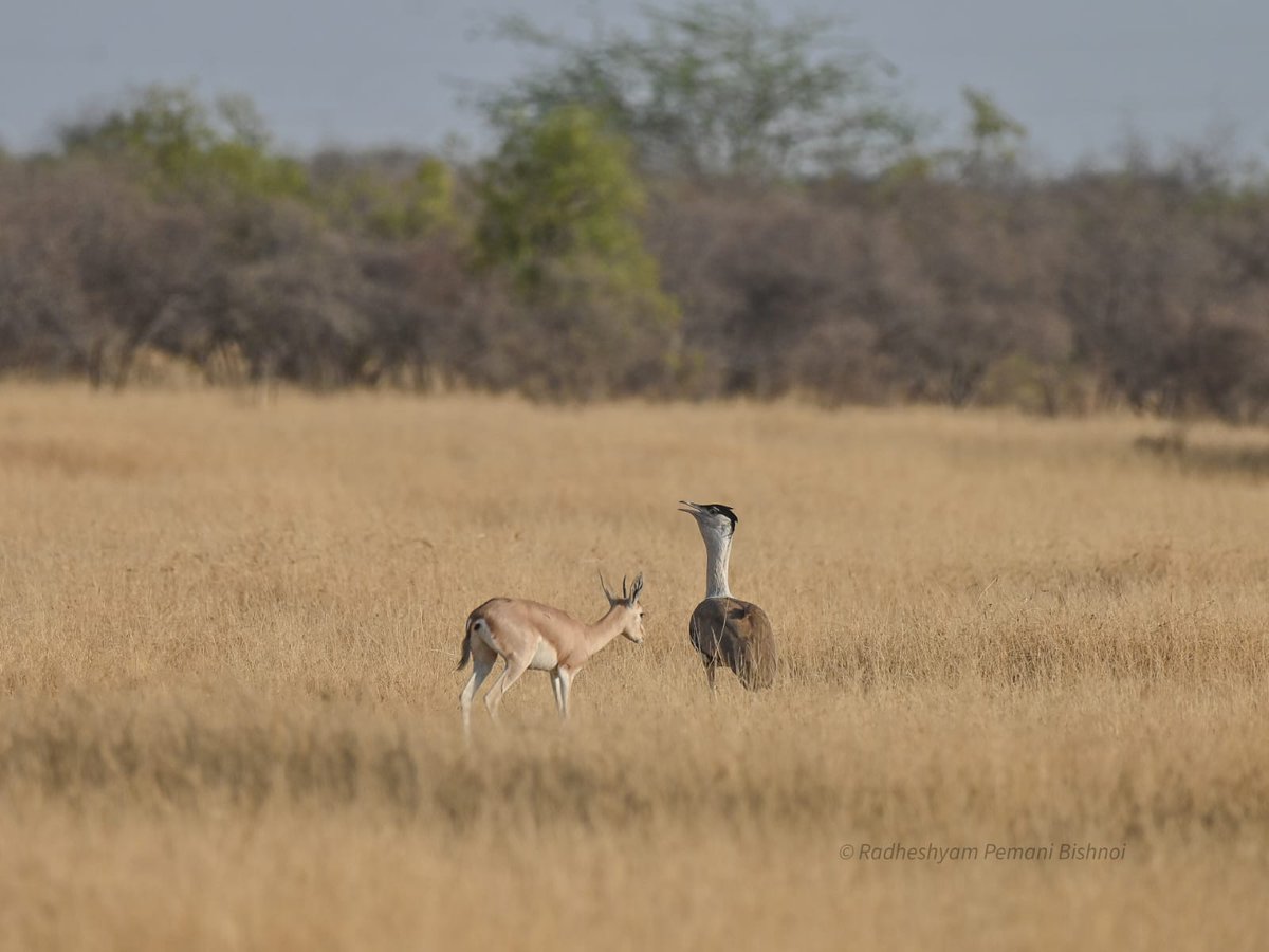 Sumit Dookia tweet media