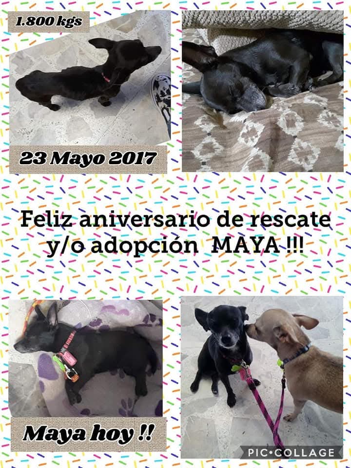 TENISDOGGIFTS TENISCONCAUSA (@doggifts) on Twitter photo Hoy !! MAYA cumple 8 años de rescatada y /adoptada.  Felicidades Mayita. Atte.Panchita Hoy !! MAYA cumple 8 años de rescatada y /adoptada.  Felicidades Mayita. Atte.Panchita
