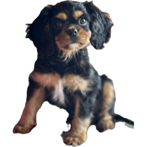 So in love with this little guy. 💕