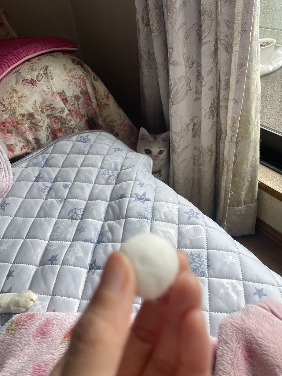 Pc0qJp0's tweet photo. 君が欲しいのはコレだろ

#猫好きさんと繋がりたい 
#猫のいる暮らし https://t.co/Pcq0Fso8cR