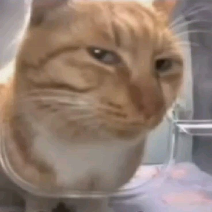 Show de talentos o show de lesbianas?