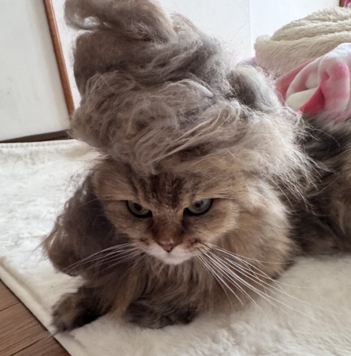 Re_cats_'s tweet photo. れーちゃんの毛が抜けすぎて…
どこから出てきたの？その量🤣😭
#スコティッシュフォールド
#猫のいる暮らし
#猫好き���んと繋がりたい
#猫 https://t.co/XRcu99XZ0C