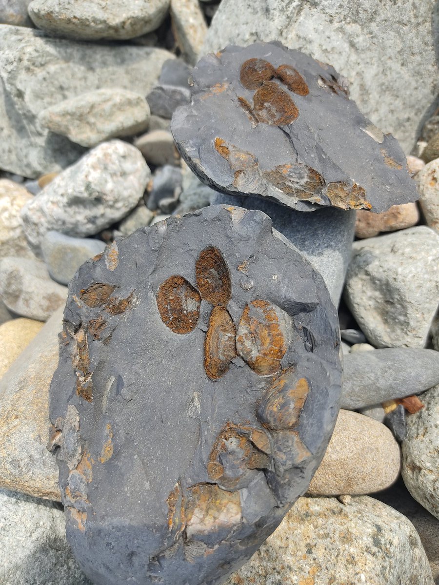 群馬化石好き (@gunmakasekisuki) / Posts / X