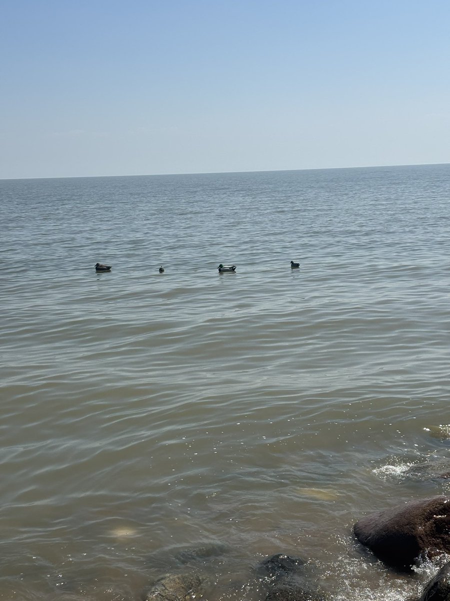 A closer look at some of the more… memorable field test materials 🦉🌊
#MBEnvirothon
