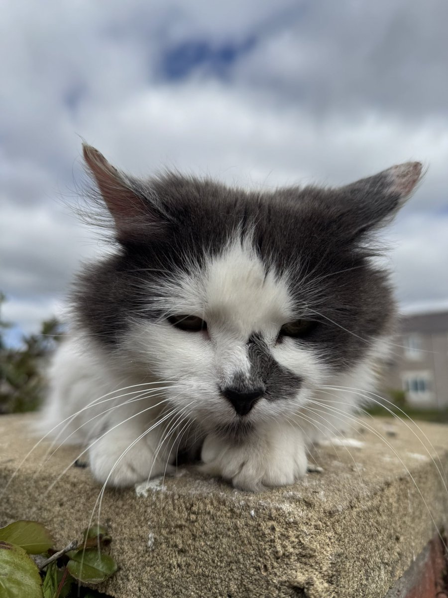 SpanielsSuper's tweet image. Possibly?
Although we feed her usually 5 times each day, so she can’t be eating much elsewhere 
But we have no idea where she sleeps?
We have provided a safe, warm &amp;amp; dry bed for her, but she’s never used it, so presumably is sleeping somewhere? #MoveInMartha