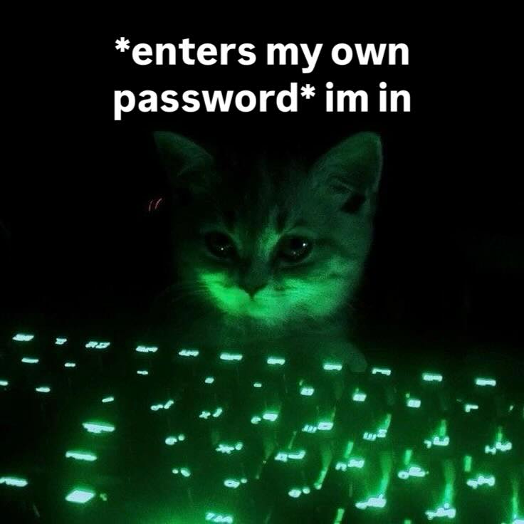 smol silly cat tweet media