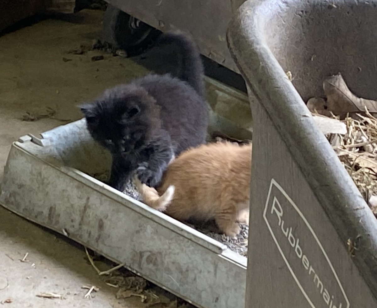 Hurry up! Let's play!
#cats #kittens #floof
