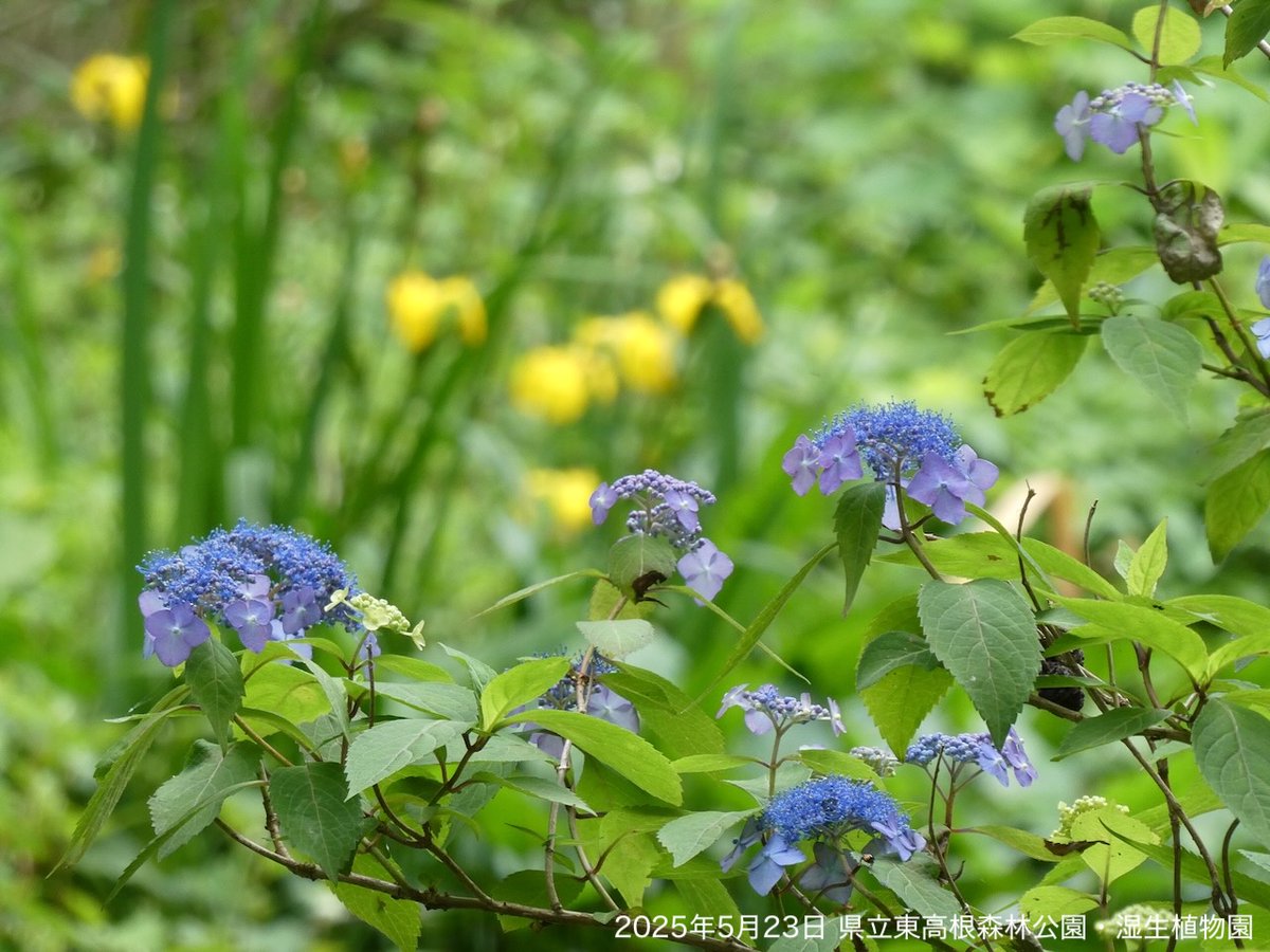 あじさいです ZX-DECL-電源アダプター-(1)｜テルワールド（NTT中古ビジネス