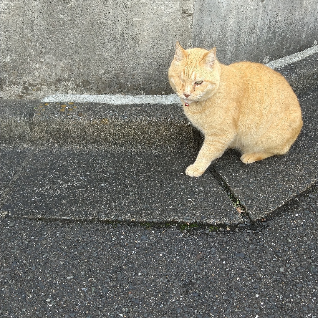 チャチャくんだ！