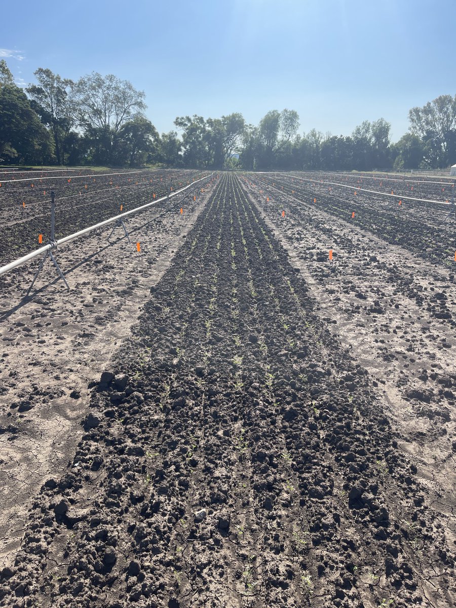 Prof (Weed Science) Bhagirath Chauhan (@bschauhan76) on Twitter photo Gatton (24th May): Heavy damage of PRE herbicides in wheat but no damage in chickpeas. These fields received >100 mm water after planting. Sakura & Mateno treated plots received the most damage. <a href="/GRDCNorth/">GRDC North</a> <a href="/QAAFI/">QLD Alliance for Agriculture & Food Innovation</a> <a href="/UQWeedScience/">Chauhan lab UQ</a> <a href="/congreve_mark/">Mark Congreve</a> Gatton (24th May): Heavy damage of PRE herbicides in wheat but no damage in chickpeas. These fields received >100 mm water after planting. Sakura & Mateno treated plots received the most damage. <a href="/GRDCNorth/">GRDC North</a> <a href="/QAAFI/">QLD Alliance for Agriculture & Food Innovation</a> <a href="/UQWeedScience/">Chauhan lab UQ</a> <a href="/congreve_mark/">Mark Congreve</a>