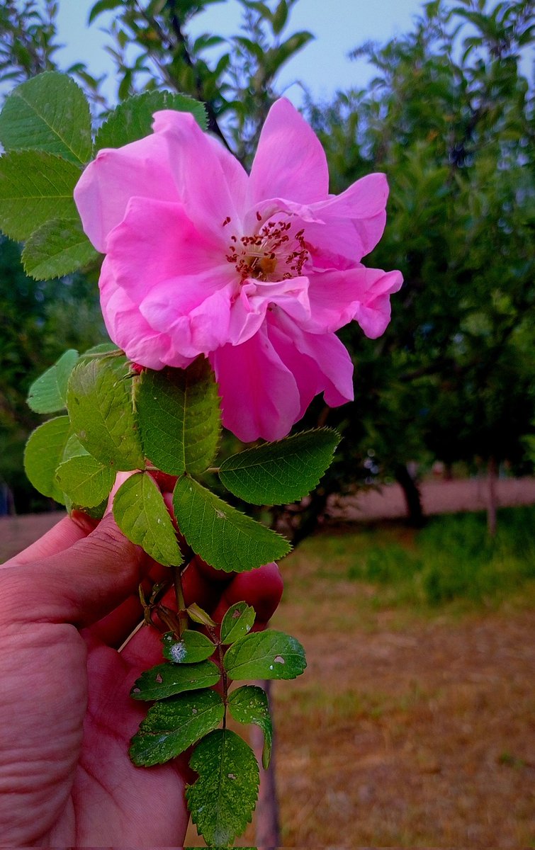 صبح کی خوشبو میں بھیگی کلیوں کا پیام،
تازہ ہوا میں لپٹی ہوئی قدرت کا سلام۔
یہ گلاب تیرے ہاتھ میں جیسے ناز سے کھلا ہو،
جیسے کسی دعا نے چپکے سے پھول چُنا ہو۔

Good morning 💎s