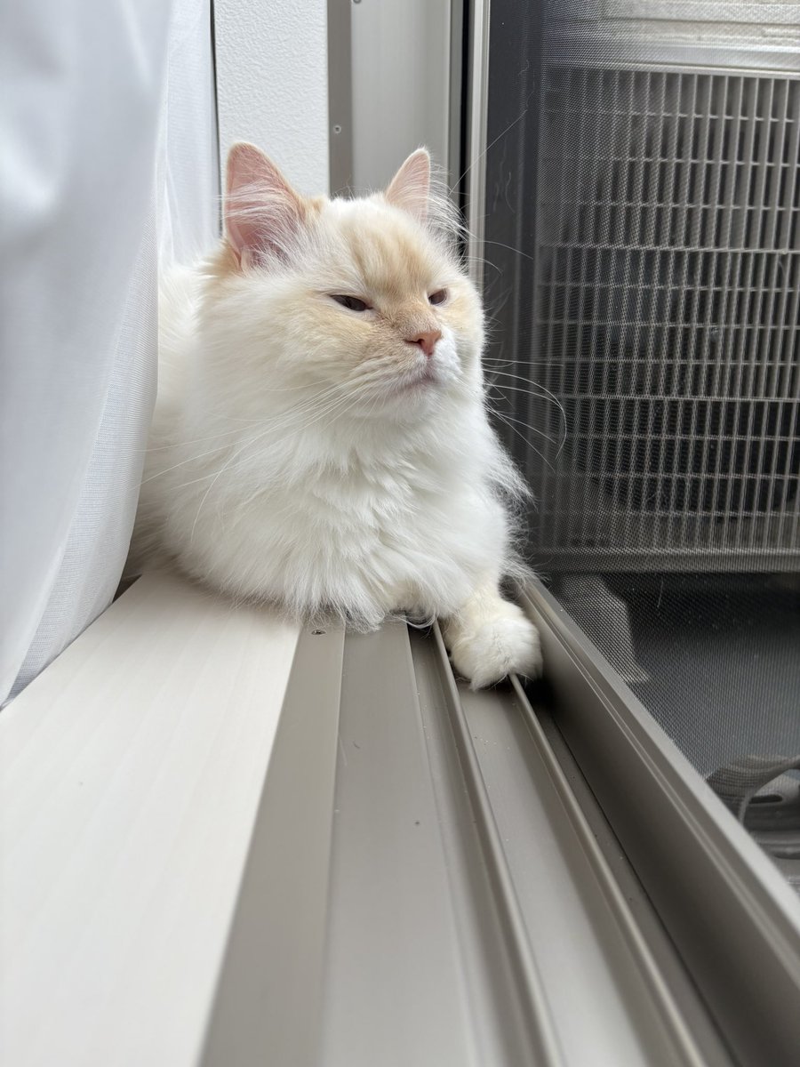 comet_rice_'s tweet photo. おはよー雨だね https://t.co/u1QutmeHPA