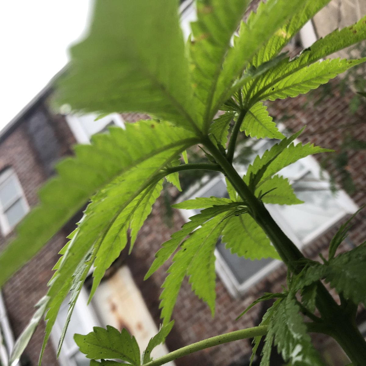 dido101's tweet photo. Went in my back yard 3 weeks back grass had grown crazy. Instead of the lawnmower I had a sling blade. Cutting the grass down. As I turn I see mary growing without me planting anything. So far from rainy days this how she been growing #Growingbud #NyGreenthum #outdoor https://t.co/zGtnSca2qs