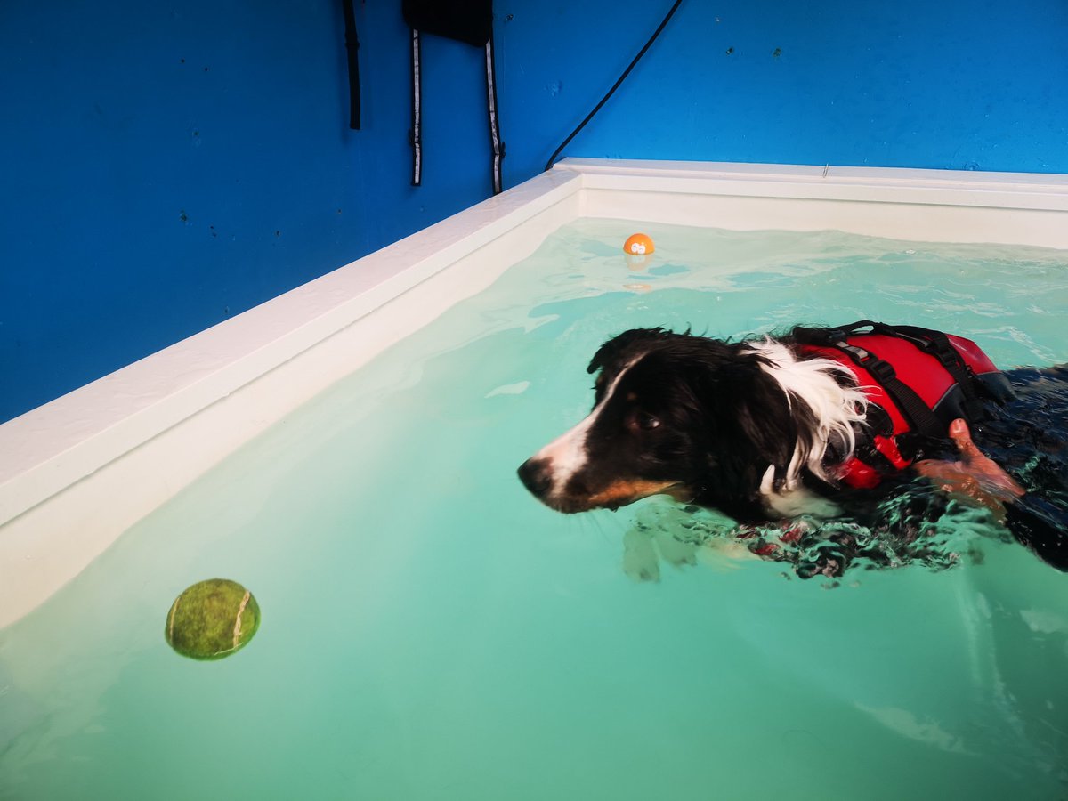 Finn's turn now.
7 weeks after he shattered his hip he enjoyed his first hydrotherapy session.
It's been a long, traumatic period and it's hard to imagine them getting back to normal but small steps every day 🤞❤️