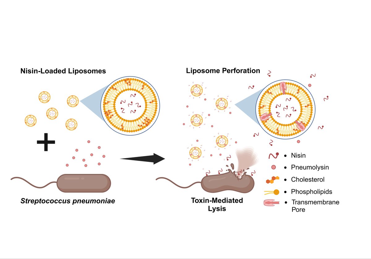 Drug Delivery and Translational Research (@ddtremedia) on Twitter photo It is our pleasure to share the Best Paper awardee of the <a href="/DDTReMedia/">Drug Delivery and Translational Research</a> May 2025 Issue.
link.springer.com/article/10.100…
<a href="/CRSScience/">Controlled Release Society</a> <a href="/CRS_FG_SkinMuco/">CRS Focus Group - Skin and Mucosal Delivery</a> <a href="/CRS_FG_Gene/">CRS Focus Group - Gene Delivery and Gene Editing</a> <a href="/CRS_FG_Immuno/">CRS Immuno Delivery</a> <a href="/CRS_FG_NANO/">CRS NANO</a> <a href="/CRS_FG_Ocular/">CRS Focus Group - Ocular Delivery</a> <a href="/CRS_FG_Oral/">CRS Oral Delivery Focus Group</a> <a href="/CRS_FG_SkinMuco/">CRS Focus Group - Skin and Mucosal Delivery</a> <a href="/CRS_FG_BioEng/">CRS Focus Group-BioEng</a> <a href="/CRS_YSC/">Young Scientist Committee YSC-CRS</a> @MariaJ_Alonso It is our pleasure to share the Best Paper awardee of the <a href="/DDTReMedia/">Drug Delivery and Translational Research</a> May 2025 Issue.
link.springer.com/article/10.100…
<a href="/CRSScience/">Controlled Release Society</a> <a href="/CRS_FG_SkinMuco/">CRS Focus Group - Skin and Mucosal Delivery</a> <a href="/CRS_FG_Gene/">CRS Focus Group - Gene Delivery and Gene Editing</a> <a href="/CRS_FG_Immuno/">CRS Immuno Delivery</a> <a href="/CRS_FG_NANO/">CRS NANO</a> <a href="/CRS_FG_Ocular/">CRS Focus Group - Ocular Delivery</a> <a href="/CRS_FG_Oral/">CRS Oral Delivery Focus Group</a> <a href="/CRS_FG_SkinMuco/">CRS Focus Group - Skin and Mucosal Delivery</a> <a href="/CRS_FG_BioEng/">CRS Focus Group-BioEng</a> <a href="/CRS_YSC/">Young Scientist Committee YSC-CRS</a> @MariaJ_Alonso