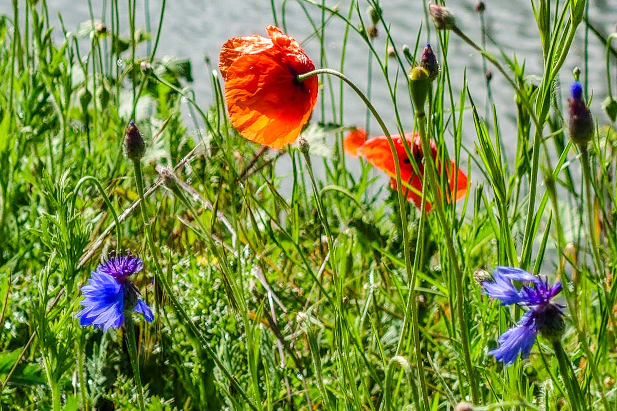 Good Saturday 
Photos from my morning walk 
#malmö #photofrommyheart