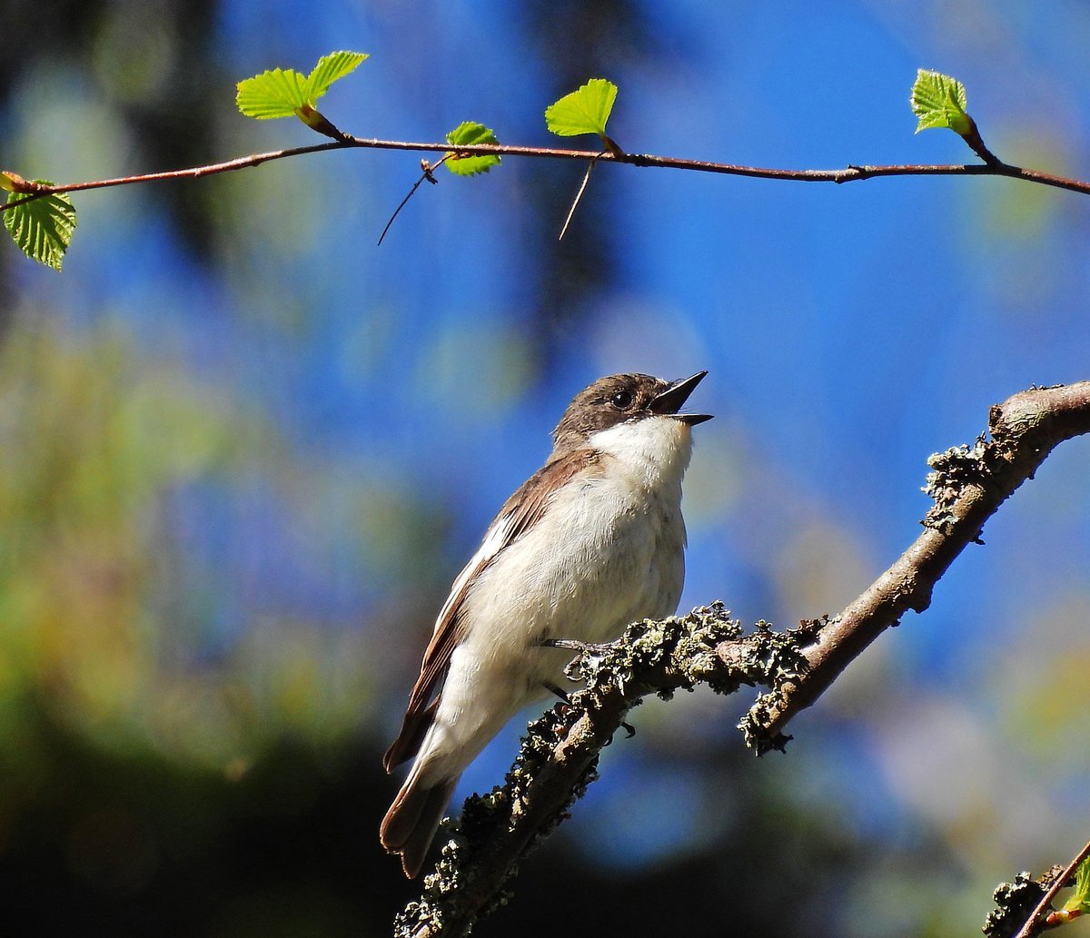 RitvaSavolaine1's tweet image. Kirjosieppo laulaa antaumuksella koivun oksalla. #kirjosieppo #spring2025 #birdphotography #ig_finland