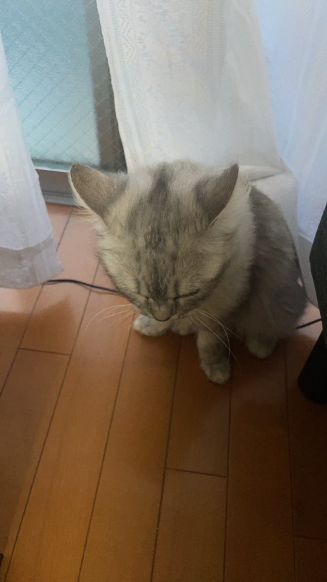 uou_us's tweet photo. 怒られたあとの🦑🦑🦑🦑

#イカ耳猫選手権 https://t.co/SWzhKNr7rt