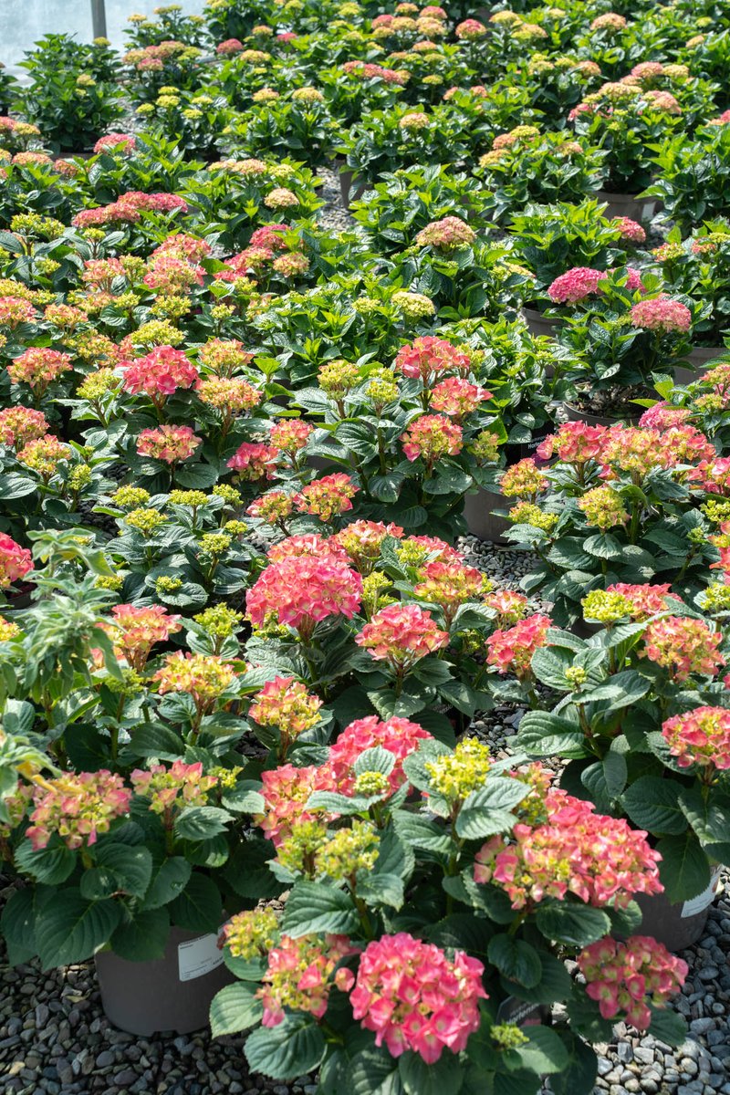 Our hydrangeas are in full bloom – grown in our very own polytunnels and bursting with vibrant colour. Whether you're refreshing your outdoor space or planting something new, they make a beautiful addition to any garden. 

Available now in our Garden Centres.