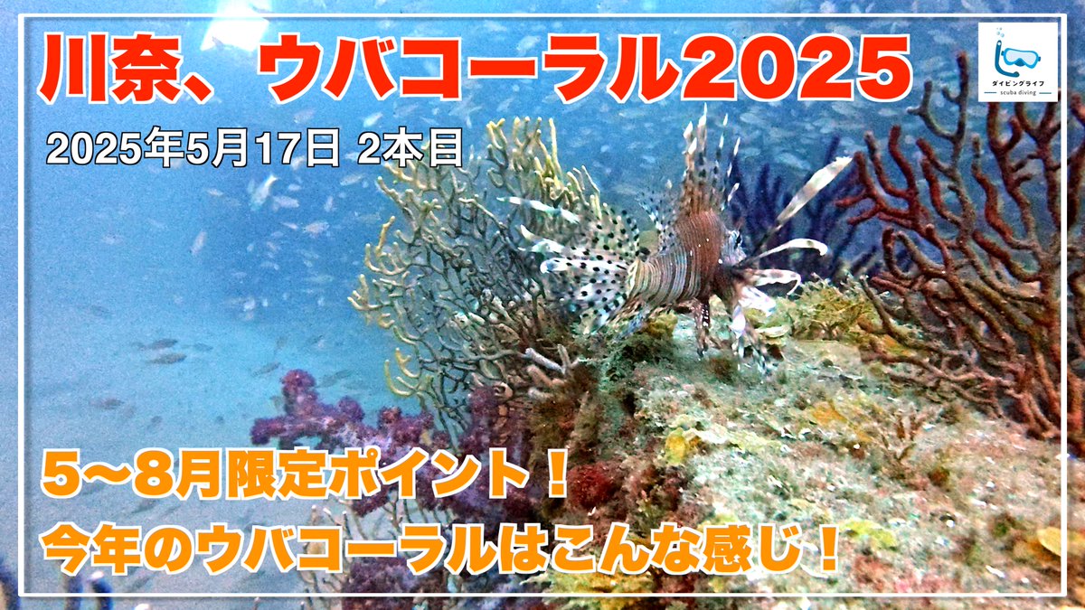 pac_captain2020's tweet photo. 伊豆川奈のウバコーラルに行ってきました！
2025年のウバコーラルもこんな感じでソフトコーラルモリモリでした！

季節限定ポイントの川奈ウバコーラル！2025年のウバコーラルはこんな感じ【伊豆ダイビング/スキューバダイビングvlog】
https://t.co/8cABKW3mDU

#ダイビング #diving #scuba #diver https://t.co/aas8oFEyrM