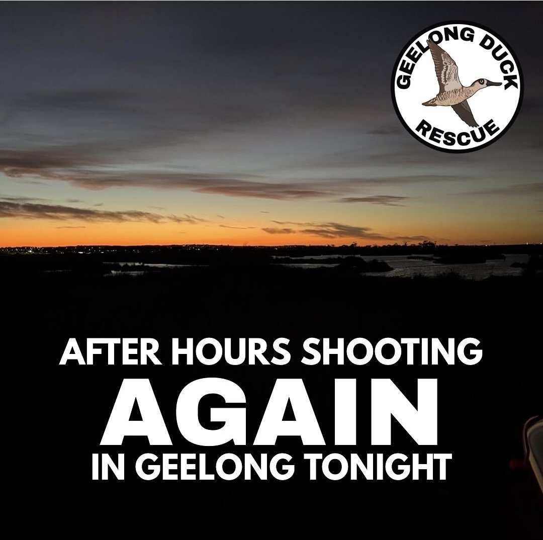 AJP_Victoria's tweet photo. "Duck shooters are once again illegally shooting after time in Geelong now.
Who would have ever expected that?
Not Game Management Authority apparently"  ...
@JacintaAllanMP #BANDUCKSHOOTING https://t.co/MWt2iPWhqA