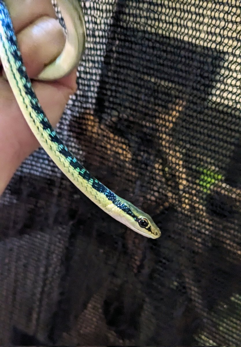 mate_tree's tweet image. 明日25日(日)は徳島ジャングルハンター！あわぎんホール11時〜16時！
CHOPPERブースでお待ちしてます！
コモンブロンズヘビ  25000円！
こやって撮れば体拡げてブルー見えて綺麗だけど上から見たらスベハダヘビかなんか分からへん！地味！走れば速い！水は霧吹き！ライトが要る！けど飼いやすい丈夫！