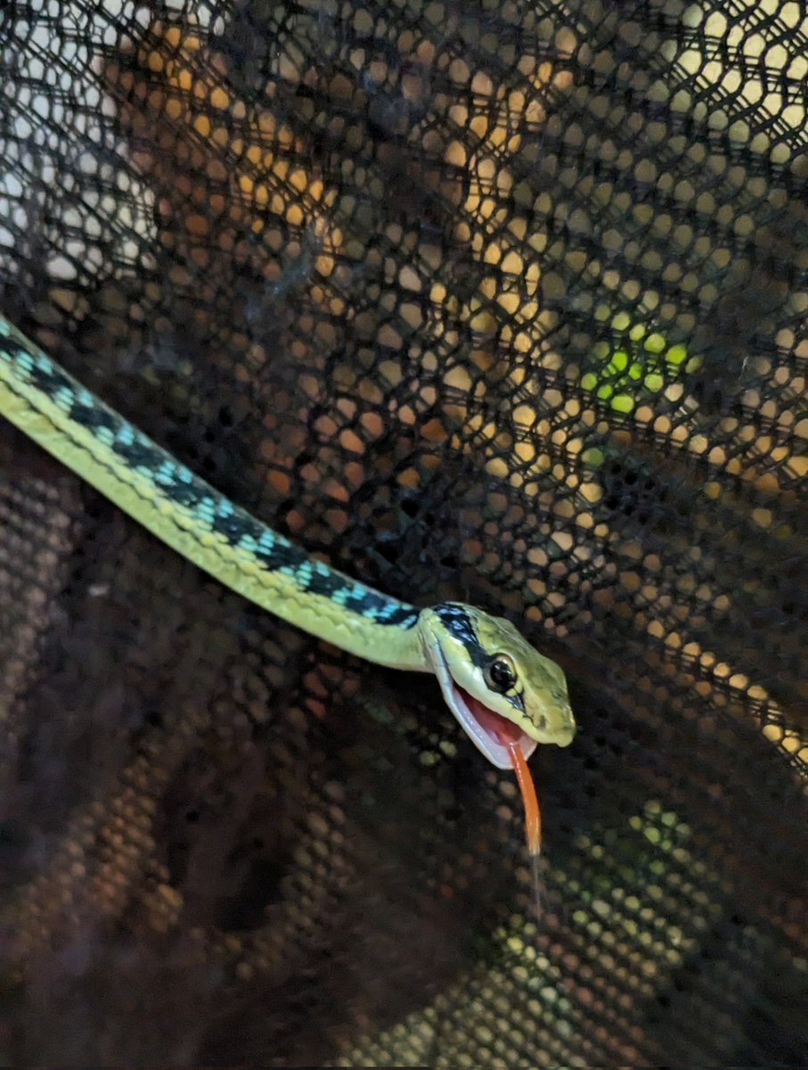 mate_tree's tweet image. 明日25日(日)は徳島ジャングルハンター！あわぎんホール11時〜16時！
CHOPPERブースでお待ちしてます！
コモンブロンズヘビ  25000円！
こやって撮れば体拡げてブルー見えて綺麗だけど上から見たらスベハダヘビかなんか分からへん！地味！走れば速い！水は霧吹き！ライトが要る！けど飼いやすい丈夫！