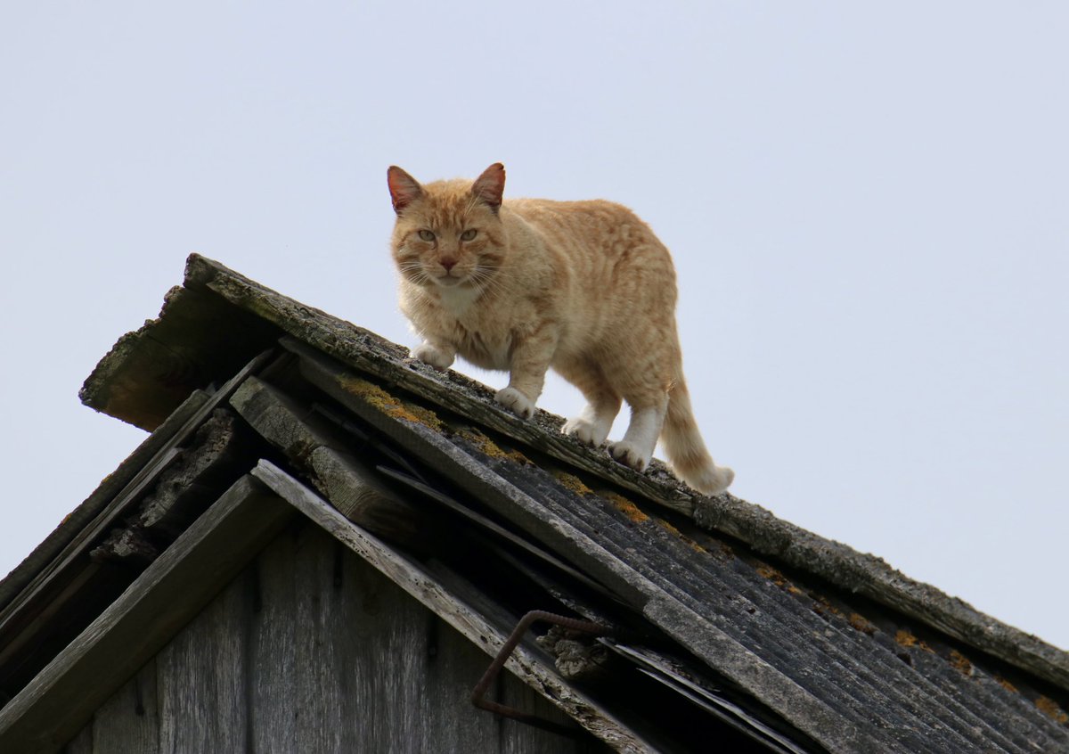 Tā runā, ka Kolkā varot novērot visdažādākos putnus.