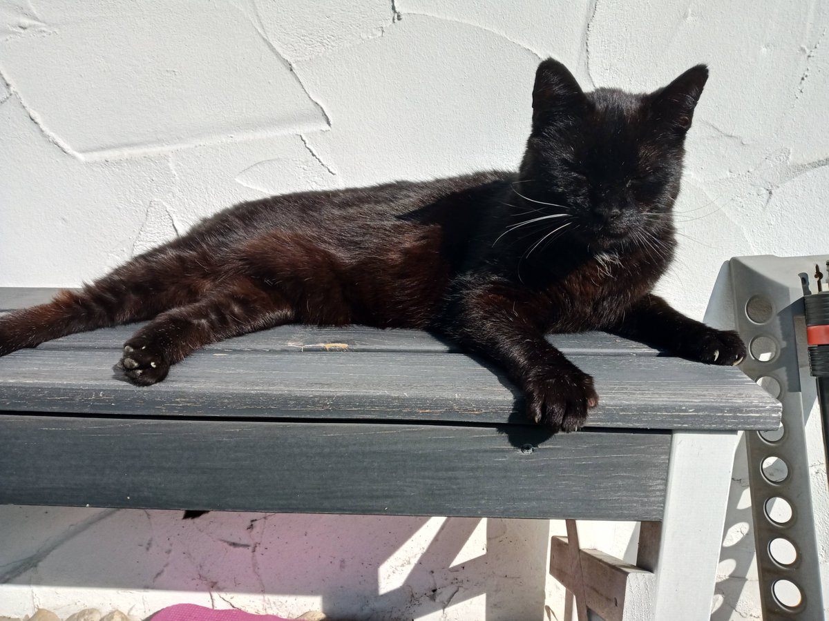 Axel Elmer, iBC (@aelmer) on Twitter photo Good morning to all my friends and furry friends. Mäxchen von Welte and Daddy wish you all a wonderful #Caturday. 😺🐈⬛🐾🦦#Ottergang <a href="/TribeOfMa/">TheTribeOfMa</a> <a href="/anitamariaAn/">Anitamaría</a> <a href="/birgitlissowsky/">Birgit Lissowsky</a> <a href="/Zaubermaus57/">Reginas Tierrettung Preveza Griechenland 🐱</a> <a href="/KaterOlli/">Katzenkater</a> <a href="/KatersWelt/">Kater's Welt!</a> <a href="/getigART/">getigART🙎🏻🎨, Masa 🐾🌈 & Pico 🐾😺</a> <a href="/yoga_and_more/">Jörg Rainer</a> <a href="/Bernhard_KS/">3Zahntiger🇮🇱🇺🇦🇩🇪🇪🇺💉💉💉💉💉💉 + Grippe 24</a> Good morning to all my friends and furry friends. Mäxchen von Welte and Daddy wish you all a wonderful #Caturday. 😺🐈⬛🐾🦦#Ottergang <a href="/TribeOfMa/">TheTribeOfMa</a> <a href="/anitamariaAn/">Anitamaría</a> <a href="/birgitlissowsky/">Birgit Lissowsky</a> <a href="/Zaubermaus57/">Reginas Tierrettung Preveza Griechenland 🐱</a> <a href="/KaterOlli/">Katzenkater</a> <a href="/KatersWelt/">Kater's Welt!</a> <a href="/getigART/">getigART🙎🏻🎨, Masa 🐾🌈 & Pico 🐾😺</a> <a href="/yoga_and_more/">Jörg Rainer</a> <a href="/Bernhard_KS/">3Zahntiger🇮🇱🇺🇦🇩🇪🇪🇺💉💉💉💉💉💉 + Grippe 24</a>