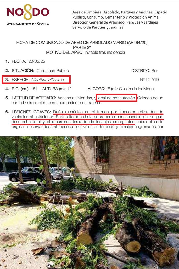 ActionsFFuture's tweet photo. @SOSterritorios @Ayto_Sevilla Publicada la #FichaDeApeo, viene a decir lo mismo que este tuit.
Aprovechando que estaban allí y que la #Motosierra estaba caliente, talan otro #Árbol de la misma #Especie, en la misma calle.
Un 2X1
Vean el ridículo #Alcorque que tenía el pobre #Árbol.
En vez de ampliarlo, talan. https://t.co/jThK76vQfn