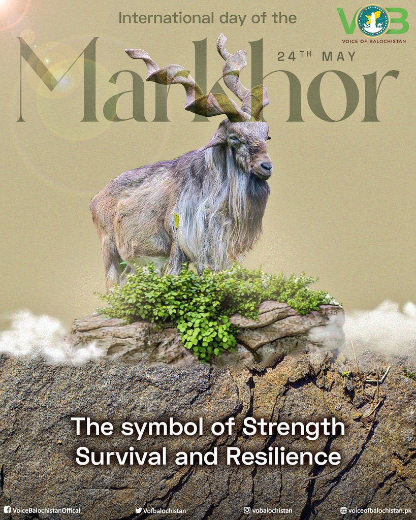 "From the rugged cliffs of #Balochistan, the Markhor emerges with grace and unwavering resolve. On this International Day, we celebrate its enduring presence — a true reflection of our land."

#InternationalDayofMarkhor #Pakistan