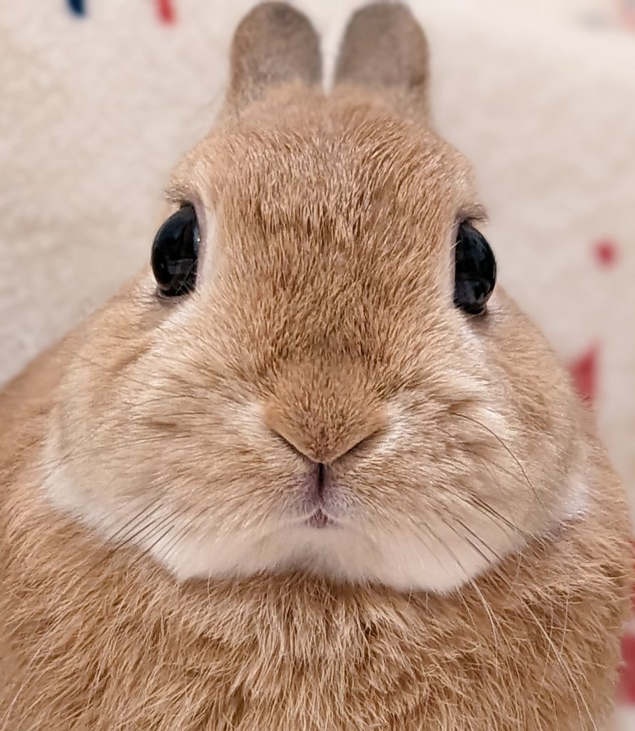 #全日本動物の正面顔大好き部