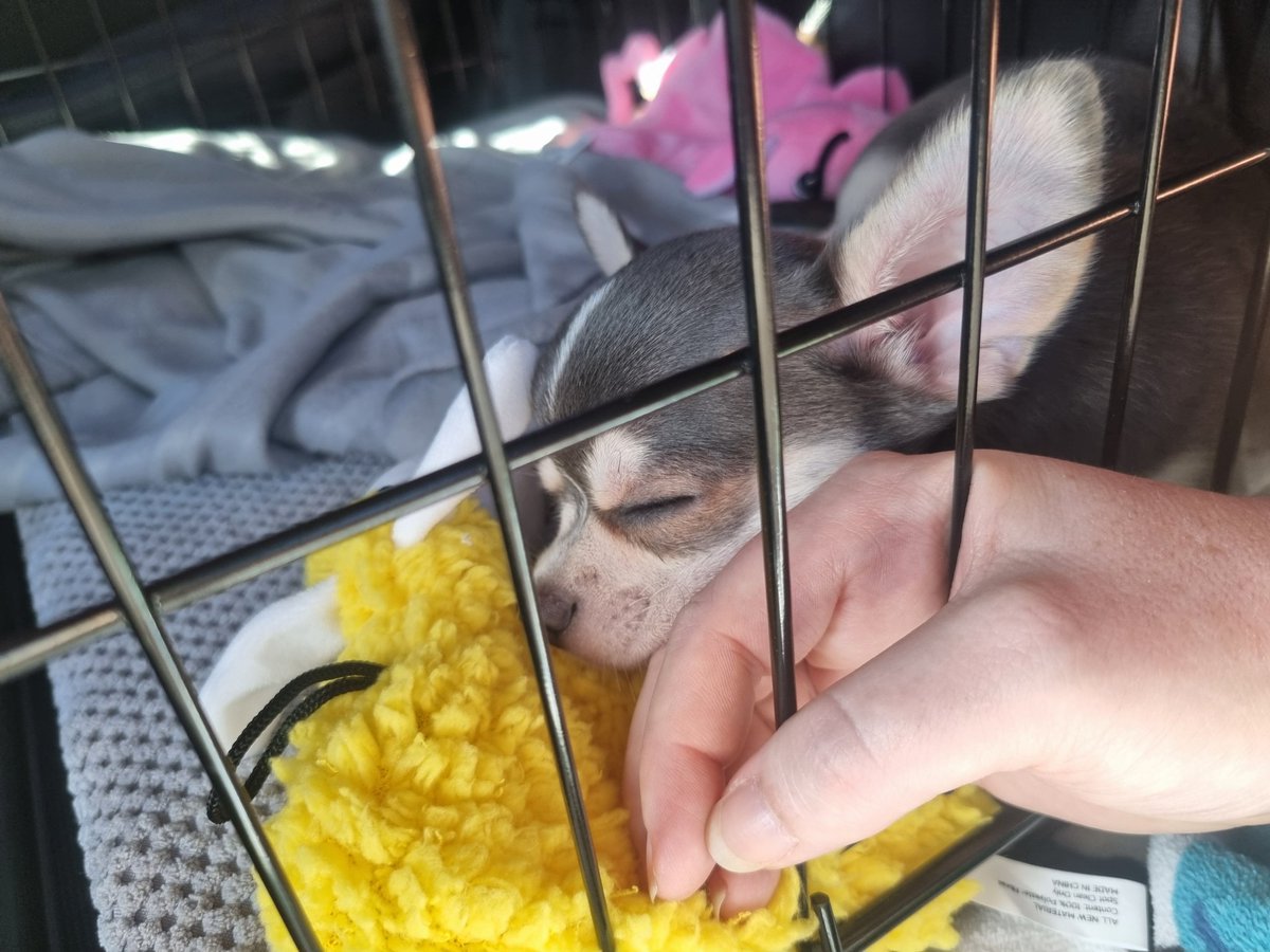 hanny 🐴🍝 tweet media