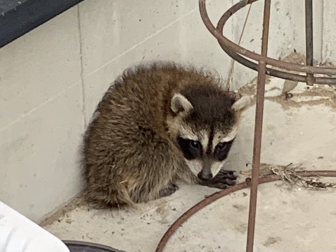 家帰ってきたら玄関横に狸の子供がいた 